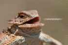 profile-picture