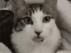 profile-picture