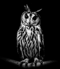 profile-picture