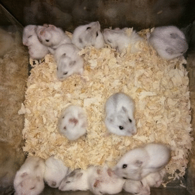 bandarhamster