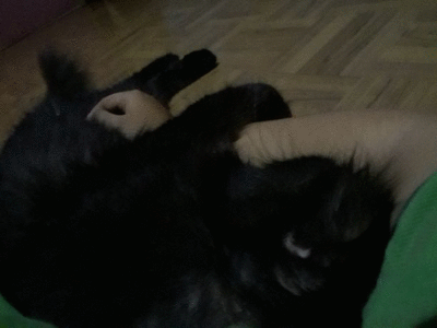 Di Depok Penitipan Tempat Kucing