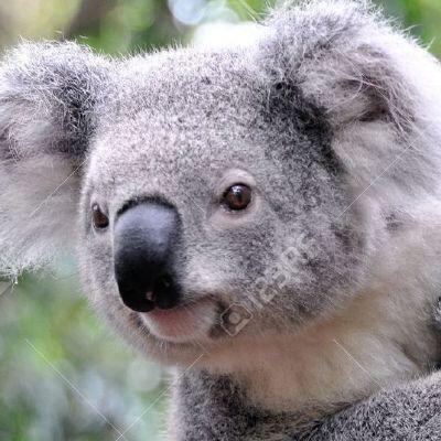 KoalaBola