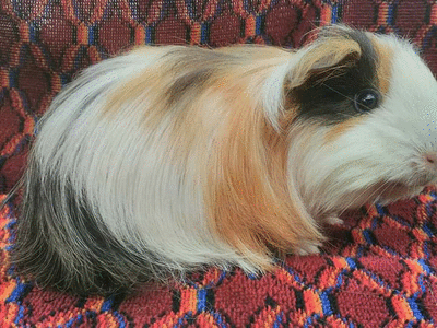 profile-picture