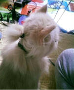 profile-picture