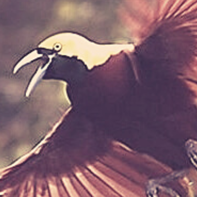 blog.burung