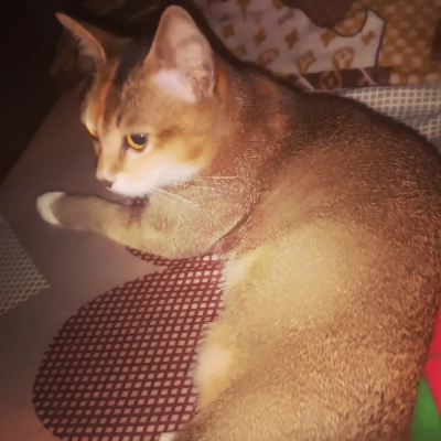 mafriyanto