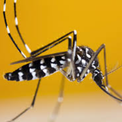 wolbachia