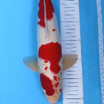 dan1818.koi