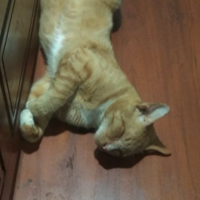xowox