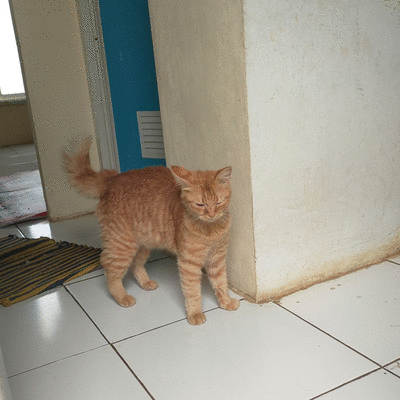 fedilimatiga508